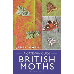 British Moths | James Lowen (ISBN: 9781472987389)