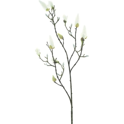 Magnolie (pupen) 'Kobe' krémová V98 cm
