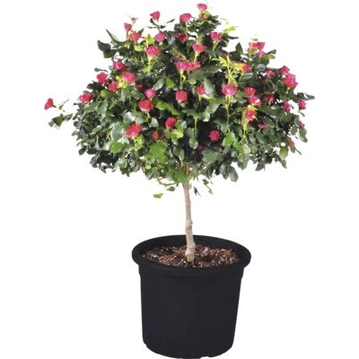 Ruža 'Zepeti' kmienok cca 50 cm kvetináč 6 l