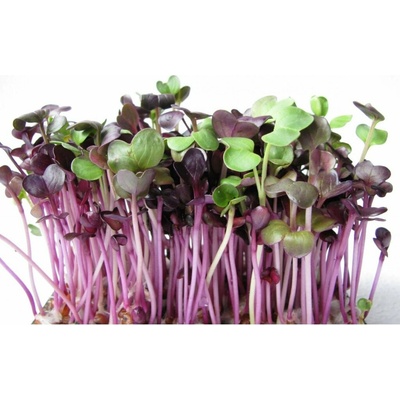 Biomiska Reďkovka Red Purple semienka na klíčenie , 100 g