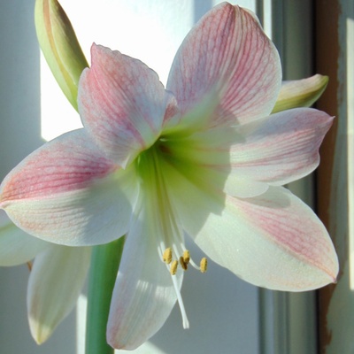 Hvězdník Apple Blossom - Hippeastrum - cibuloviny - 1 ks
