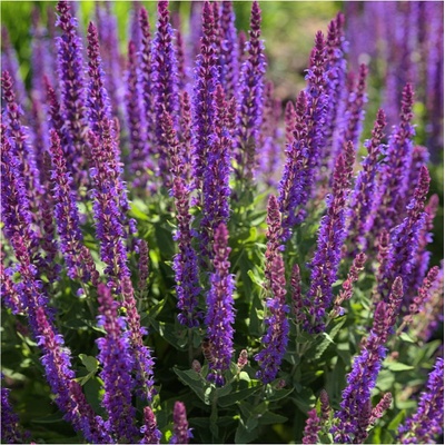 Šalvěj hajní Blue Queen - Salvia nemorosa - osivo šalvěje - 20 ks