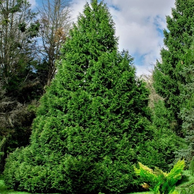 thuja plicata whipcord kaufen Thuja Whipcord for Sale