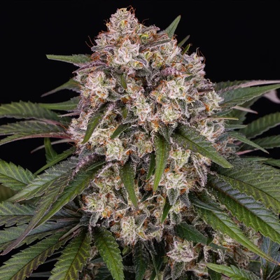 Barney's Farm OG Kush AUTO semena neobsahují THC 3 ks