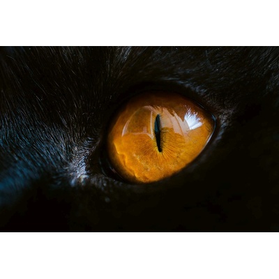 DIMEX ART Флизелинов фототапет око на пантера 375 x 250 см