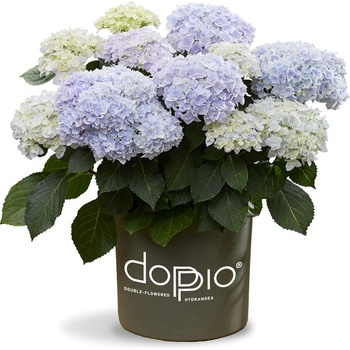Lendert de Vos Doppio® Azzurro - Хортензия макрофила
