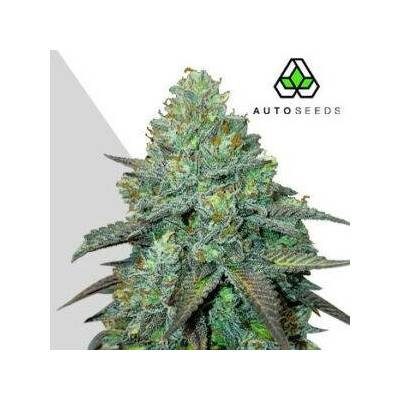 Auto SeedsGelato Auto semena neobsahují THC 3 ks
