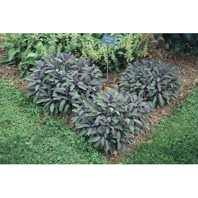 levandule-online.cz Salvia officinalis " Purpurascens " Šalvěj lékařská