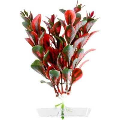 JK ANIMALS Red Ludwigia 13-16 cm