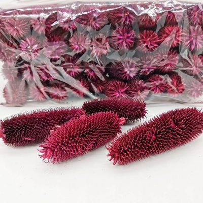 Hlavička bodláku dipsacus - 500 gramů - vínová - SU0844
