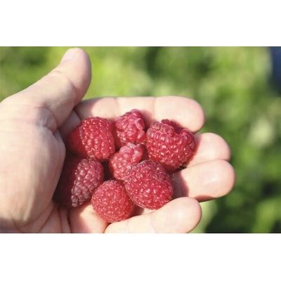 Malina balkónová BIO zakrslá FloraSelf Bio Rubus idaeus Little Sweet Sister® květináč 3 l