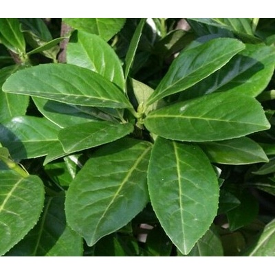 Prunus laurocerasus 'Novita' Prodejní velikost: 020/030, Velikost hrnku: 1,5 l