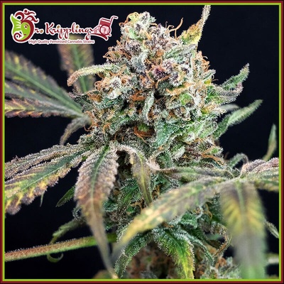 Dr. Krippling Seeds Bucks Purple Fizz semienka neobsahujú THC 5 ks