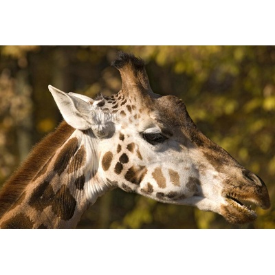 DIMEX ART Флизелинов фототапет глава на жираф 375 x 250 см