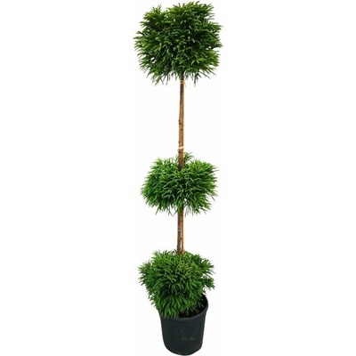Kryptoméria japonská GLOBOSA NANA 3 gule 180-190cm, kont. 25 l