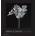 Mapplethorpe Flora