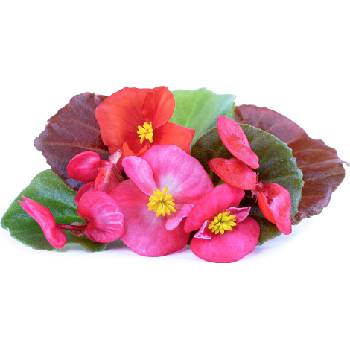 Veritable Вложка за семена Lingot ядливи цветя на бегония (VLIN-F5-Beg05B)