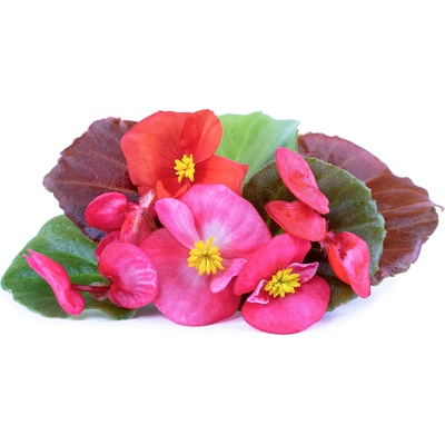 Veritable Вложка за семена Lingot ядливи цветя на бегония (VLIN-F5-Beg05B)