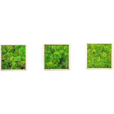 Gardners Set 3 mechových obrazů 22x22 z kopečkového mechu, přírodní