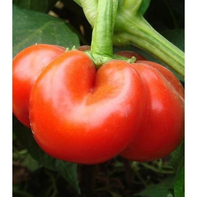 Paprika rajčiaková Szuszanna - Capsicum annuum - predaj semien - 7 ks