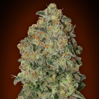 00 Seeds Bank Auto Chocolate Skunk semienka neobsahujú THC 100 ks