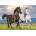 Dino - Puzzle Horses in love - 500 piese