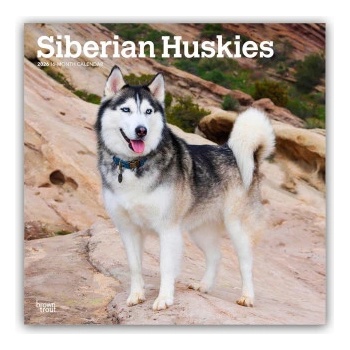 Browntrout Verlags GmbH Siberian Huskies - Siberian Husky 2026 - 16-Monatskalender