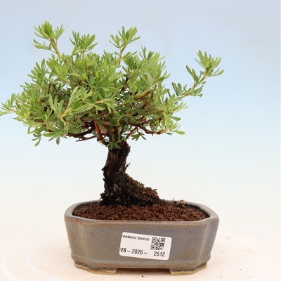 e-bonsai Venkovní bonsai-Mochna křovitá - potentila fruticosa