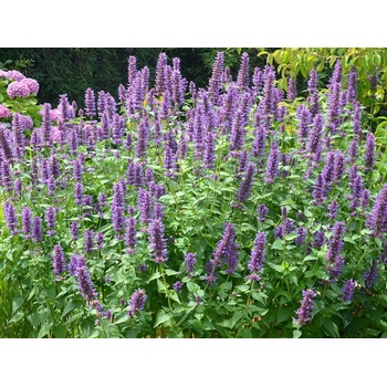 Agastache Blue Boa