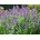 Agastache Blue Boa