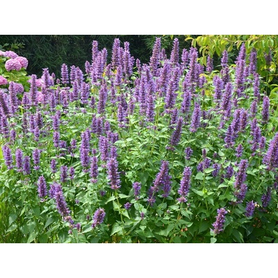 Agastache Blue Boa