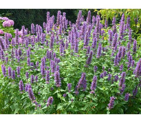 Agastache Blue Boa