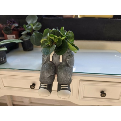 PlantBros dekor Peperomia obtusifolia
