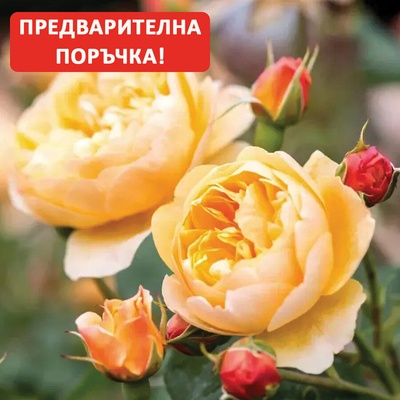 David Austin® Роза Roald Dahl®- David Austin®