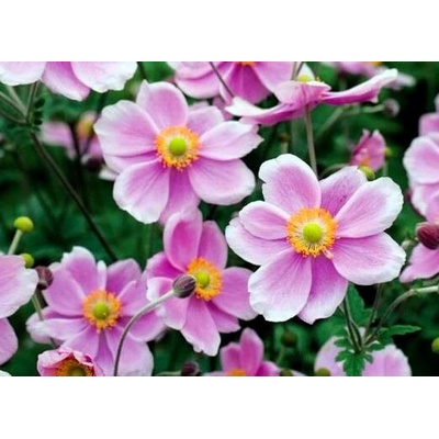 Anemone hup. 'Rose Shades' Velikost hrnku: 0,5lčerv
