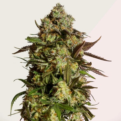 Kera Seeds Amnesia Mac Ganja (AMG Haze) semena neobsahují THC 3 ks