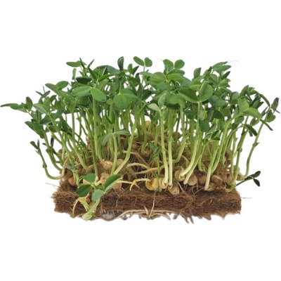 TINY GREENS Hrášek Leafy - BIO semínka na klíčení a microgreens
