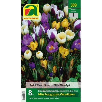 AUSTROSAAT Botanické krokusy mix - 8 cibúľ