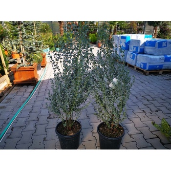 Eukalyptus gunnii Silverana 90-120 cm, kont. 7-9 l