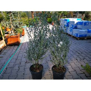 Eukalyptus gunnii Silverana 90-120 cm, kont. 7-9 l