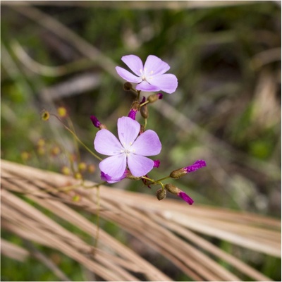 Rosnatka Minor - Drosera capensis - semena rosnatky - 10 ks