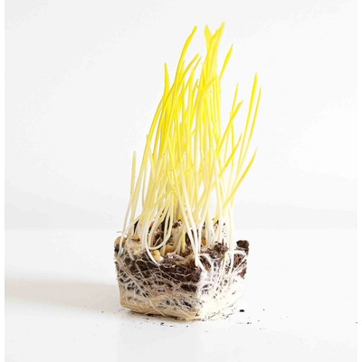 Microgreens Kukuřice na microgreens 100 g