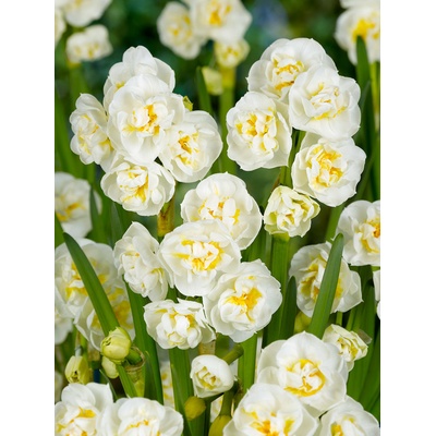 Narcis 'Bridal crown' 5 ks Velikost cibulí: 12/14 – Zbozi.Blesk.cz