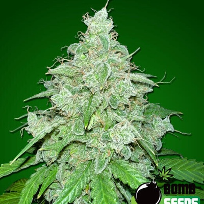 Bomb Seeds THC Fritters Auto semienka neobsahujú THC 10 ks