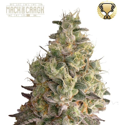 Seedstockers Mack and Crack auto semena neobsahují THC 1 ks