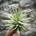 Tillandsia espinosea