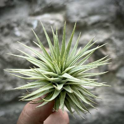 Tillandsia espinosea