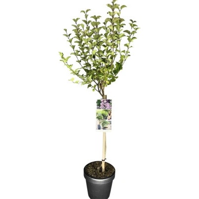 Orgován zakrpatený na kmienku FloraSelf Syringa meyeri 'Palibin' výška kmeňa 50 cm
