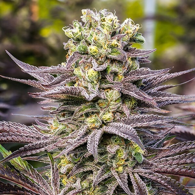 Anesia Seeds Oracle Octane semienka neobsahujú THC 10 ks