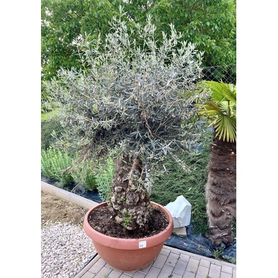 Oliva európska (Olea Europaea) celková výška 180cm, obvod kmeňa 90-135cm